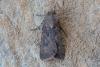 Agrotis segetum